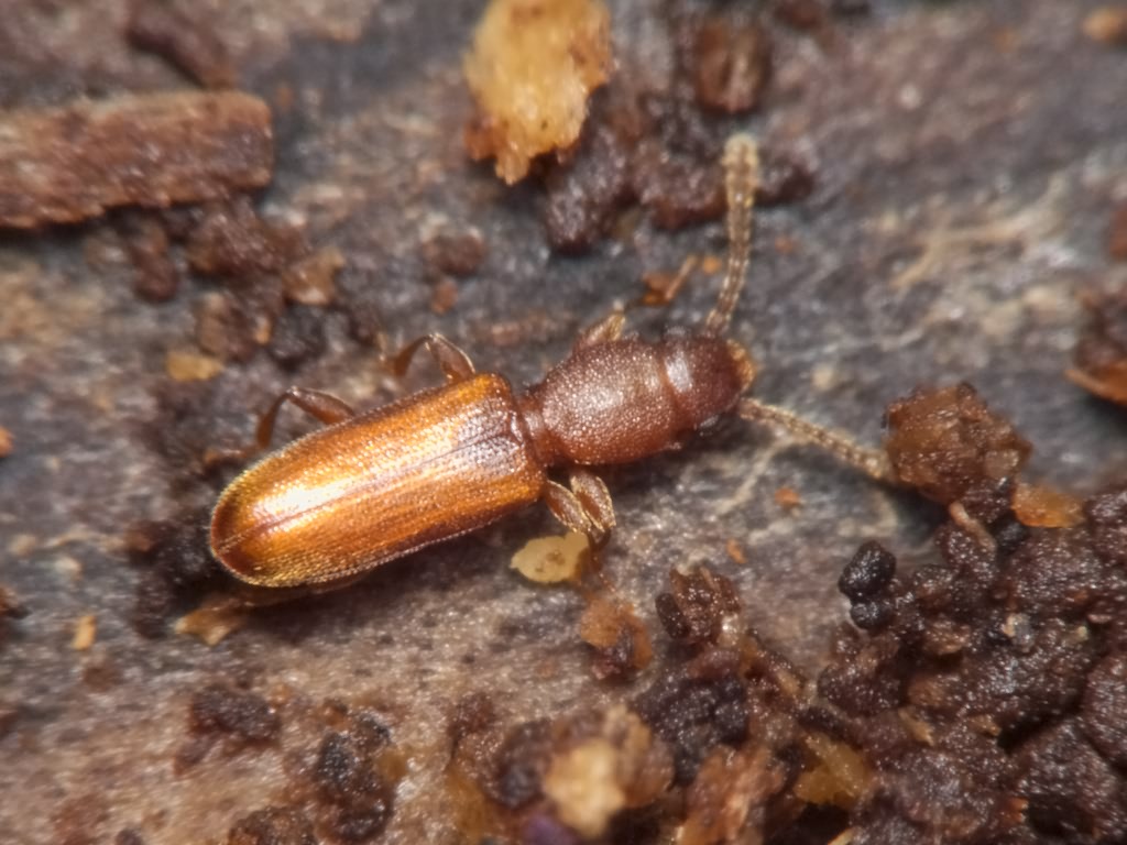 Silvanus unidentatus (Olivier, 1790)