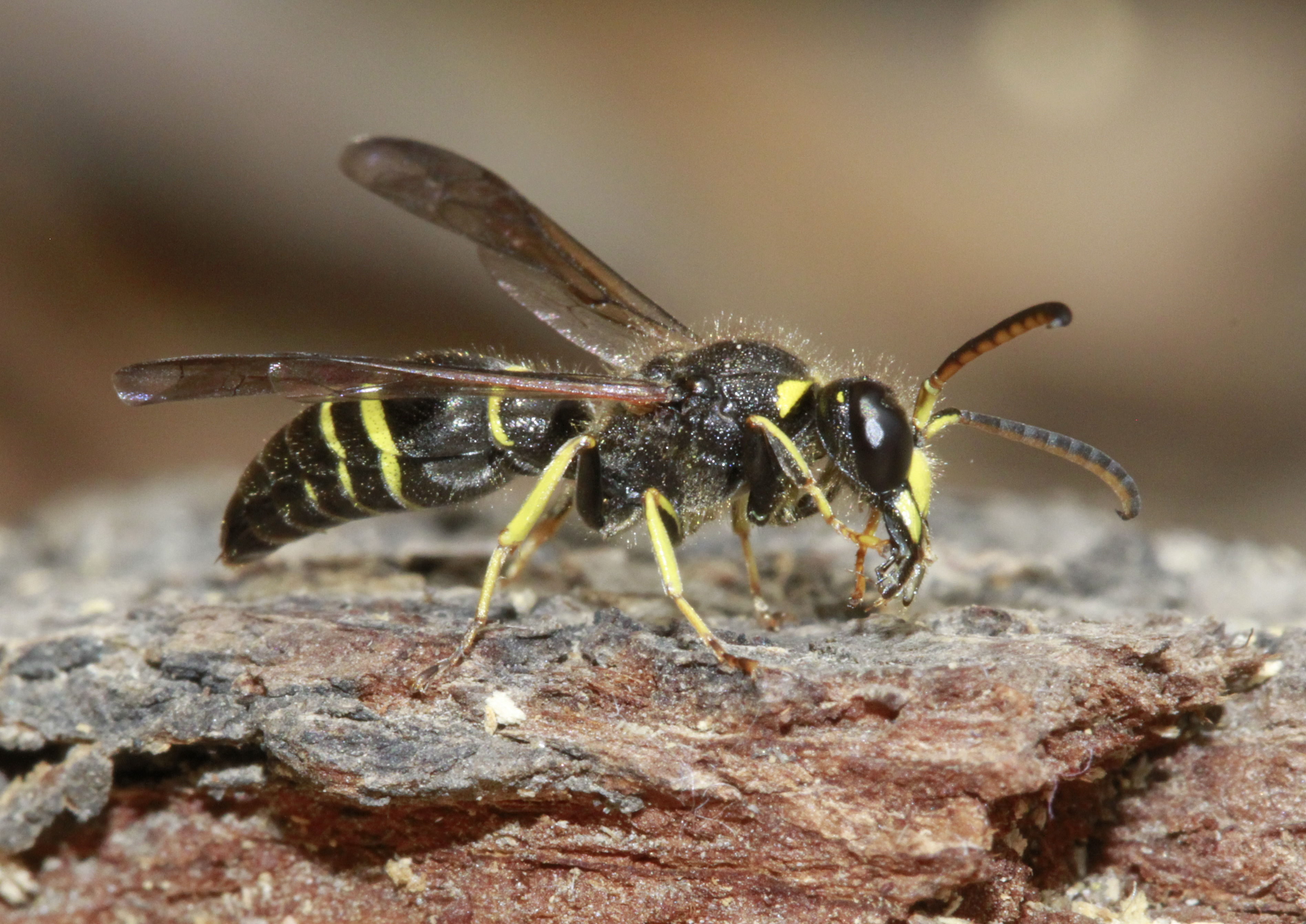 Ему ос. Ancistrocerus trifasciatus. Ancistrocerus trifasciatus самка. Ancistrocerus trifasciatus самец. Одиночные осы.