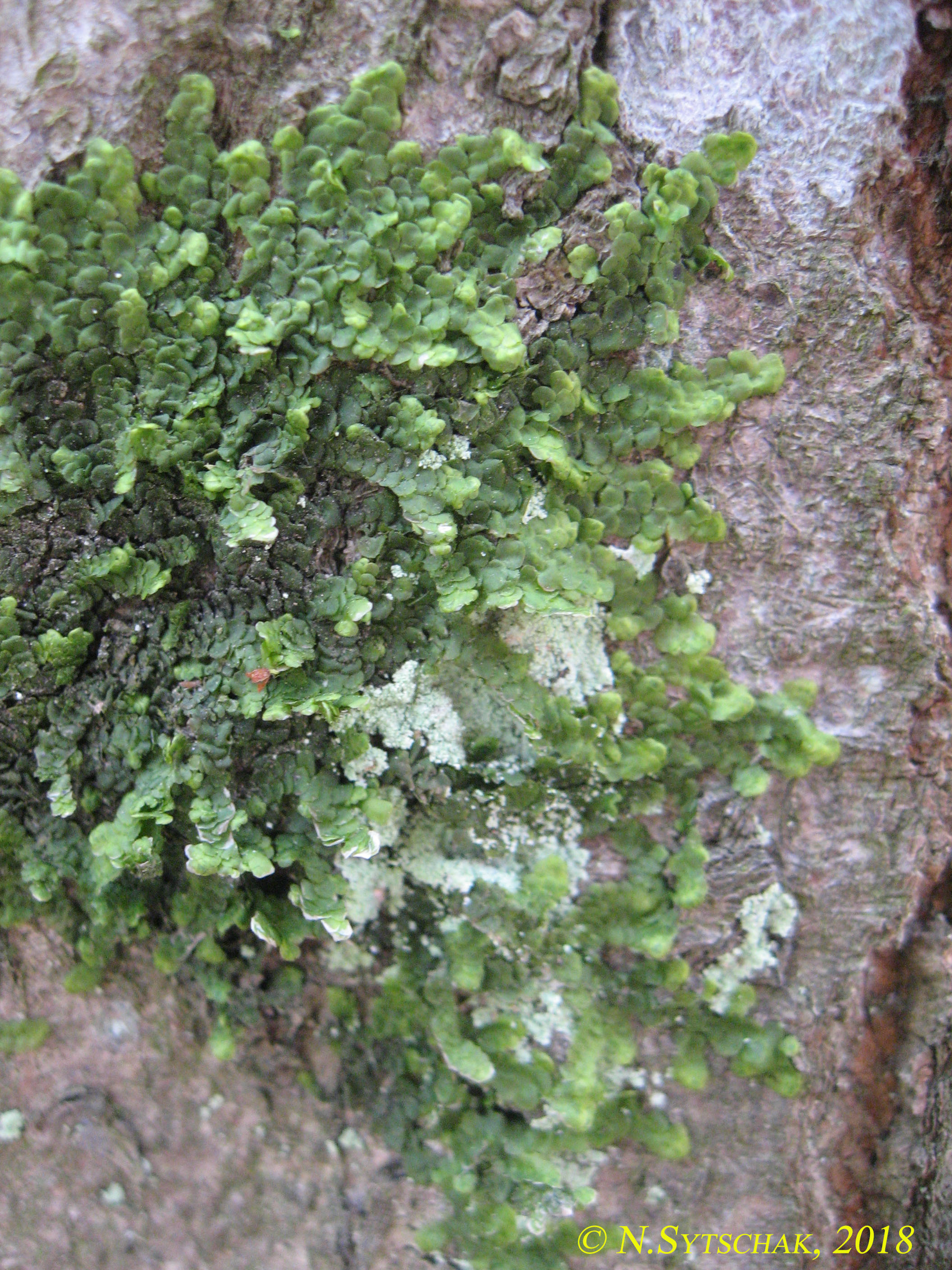 Radula complanata (L.) Dumort.