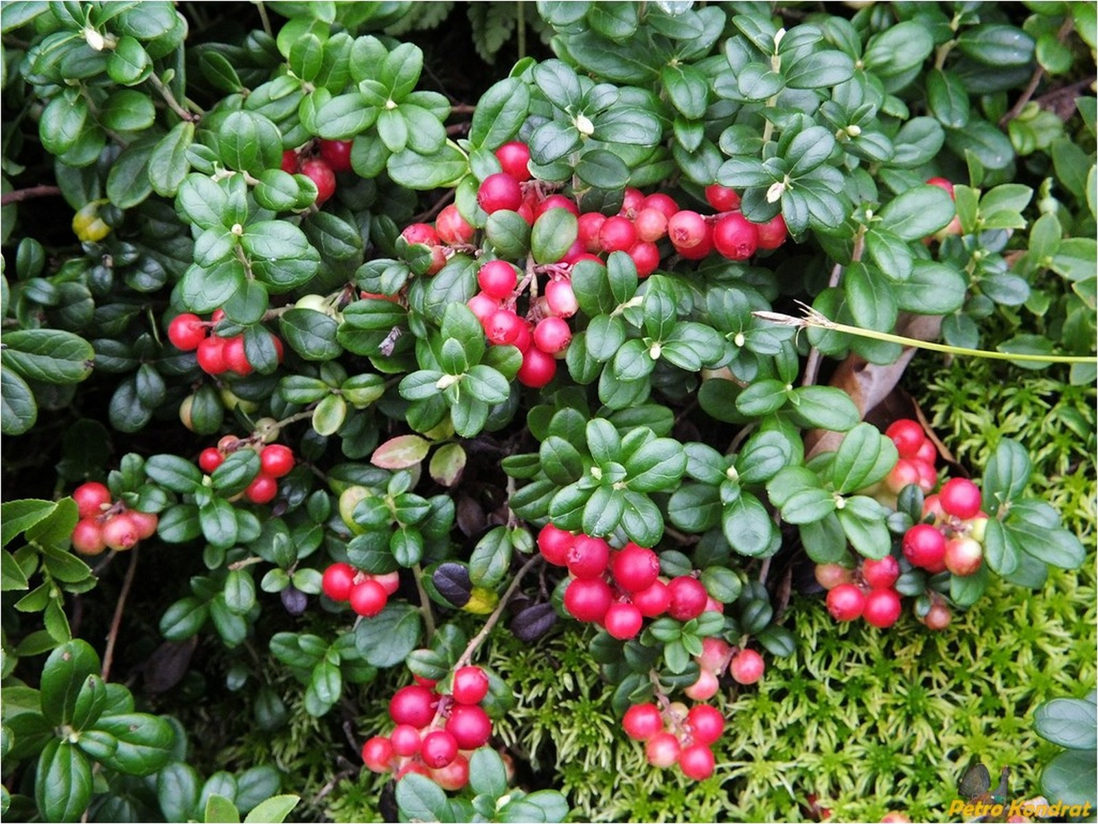 Брусника обыкновенная. Брусника обыкновенная (Vaccinium Vitis-idaea). Брусника обыкновенная – Vaccínium Vítis-idaéa. Брусника (Vaccinium Vitis idaea l.). Брусника обыкновенная (Vaccinium Vitis-idaea l.).