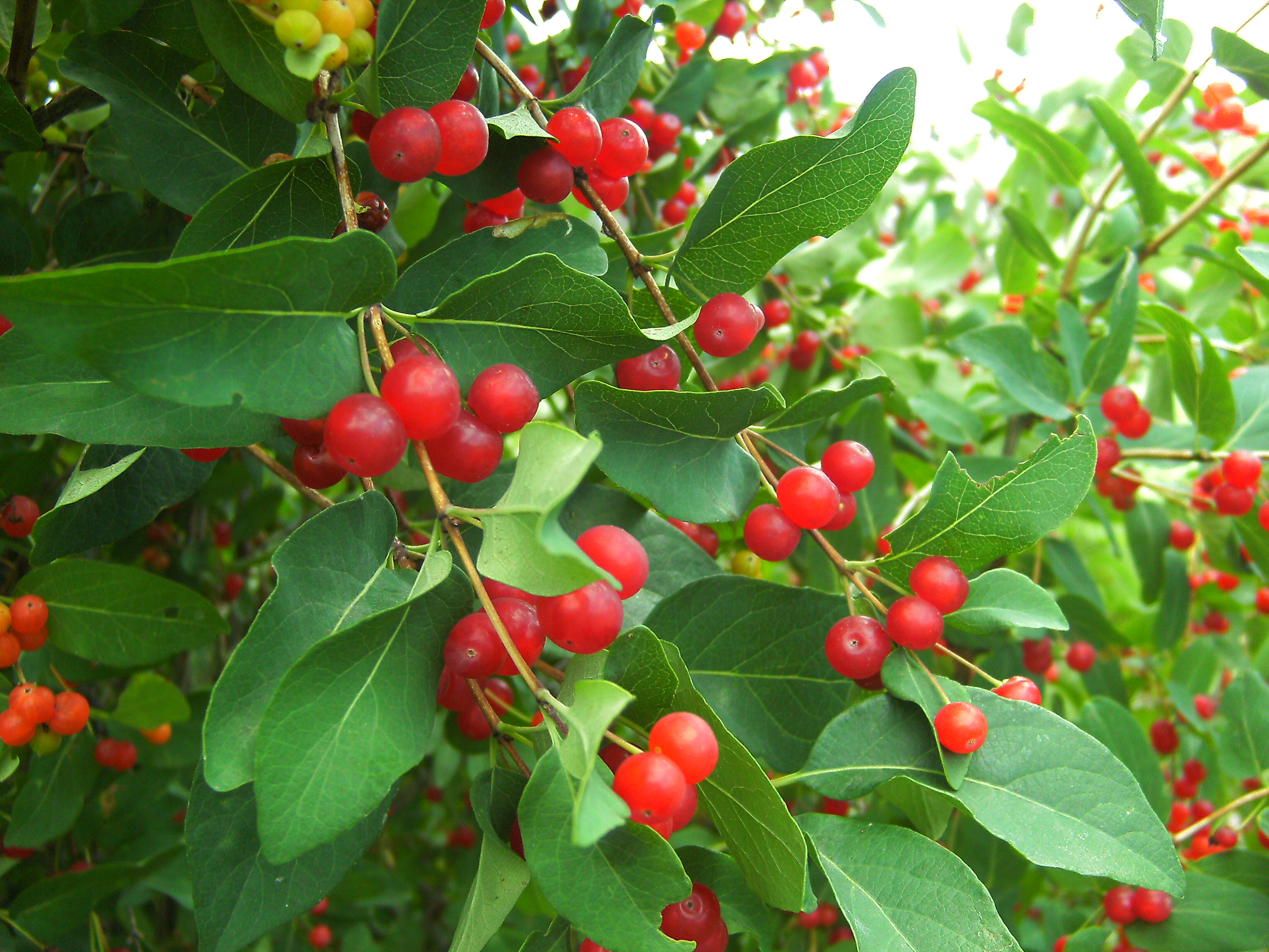 Lonicera tatarica