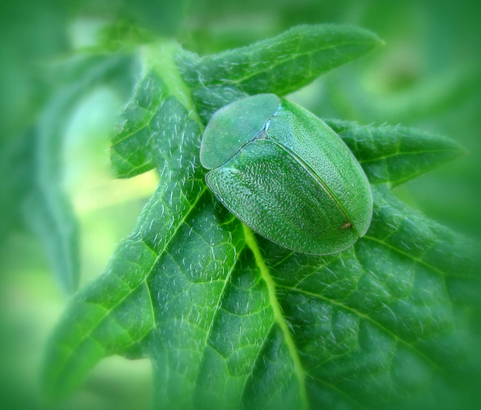 Cassida (Odontionycha) viridis