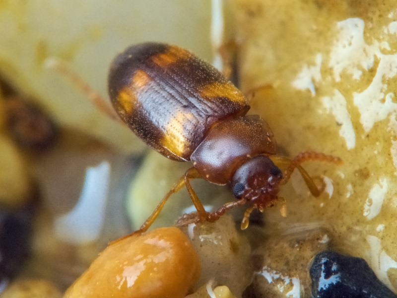 Alphitophagus bifasciatus (Say, 1823)