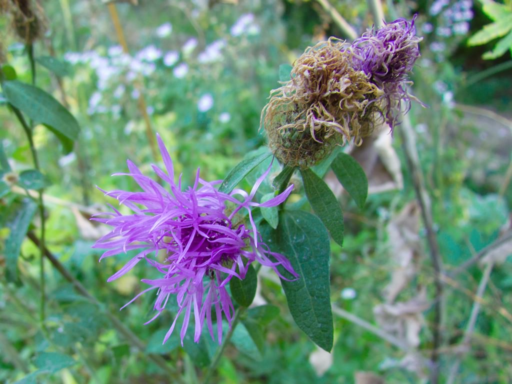 Centaurea phrygia subsp. pseudophrygia (C.A.Mey.) Gugl.