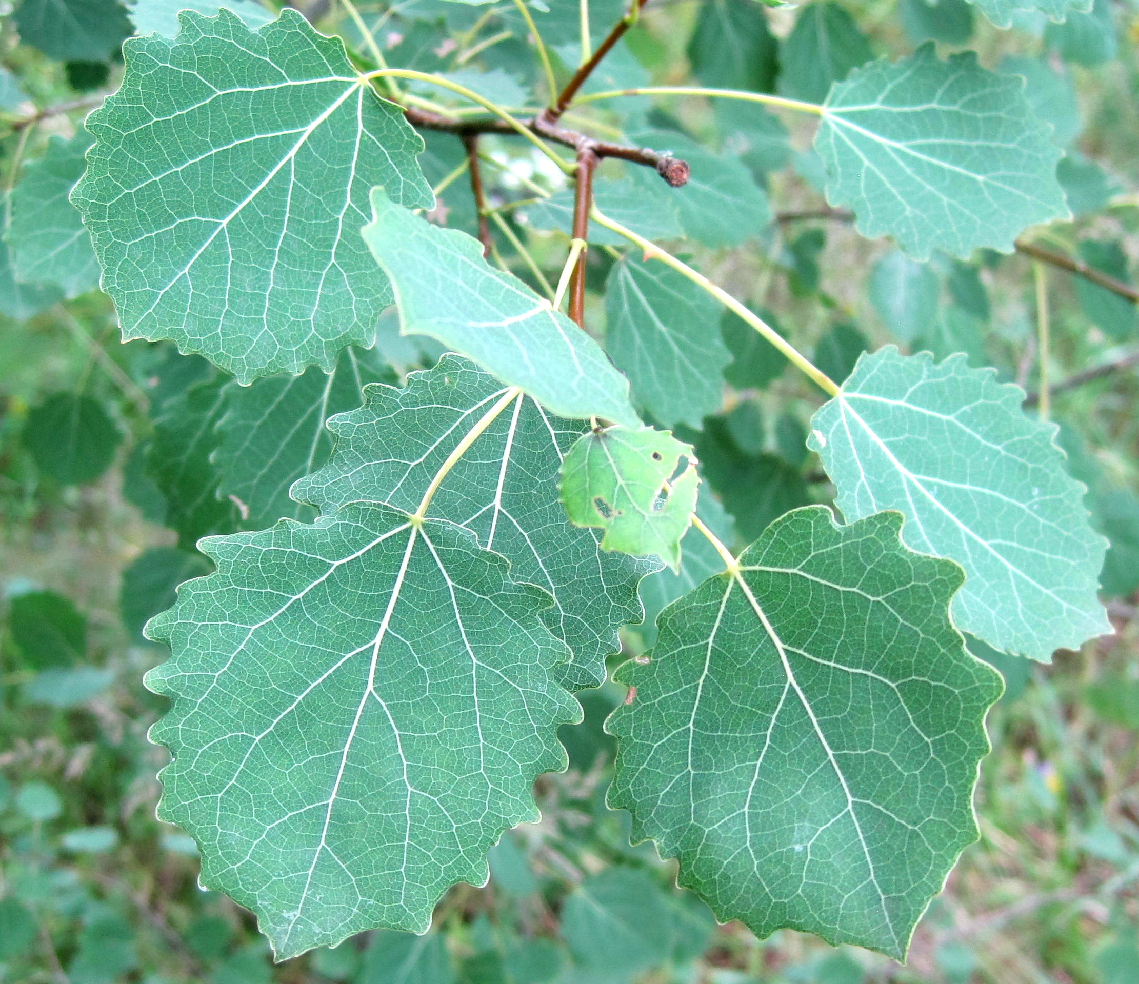 Растет осина. Осина обыкновенная (Populus tremula). Осина - Populus tremula l.. Тополь дрожащий (осина) – Populus tremula l.. Осина обыкновенная (Pópulus trémula).