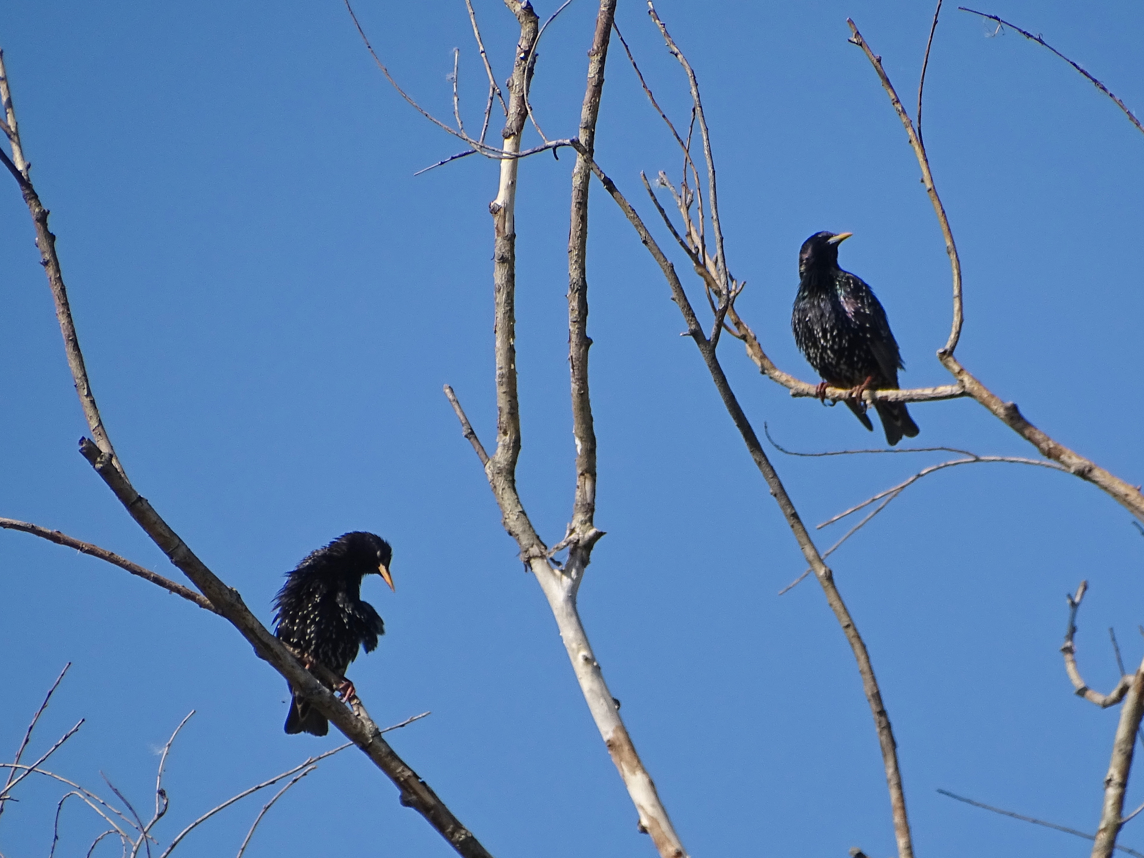Sturnus vulgaris Linnaeus, 1758