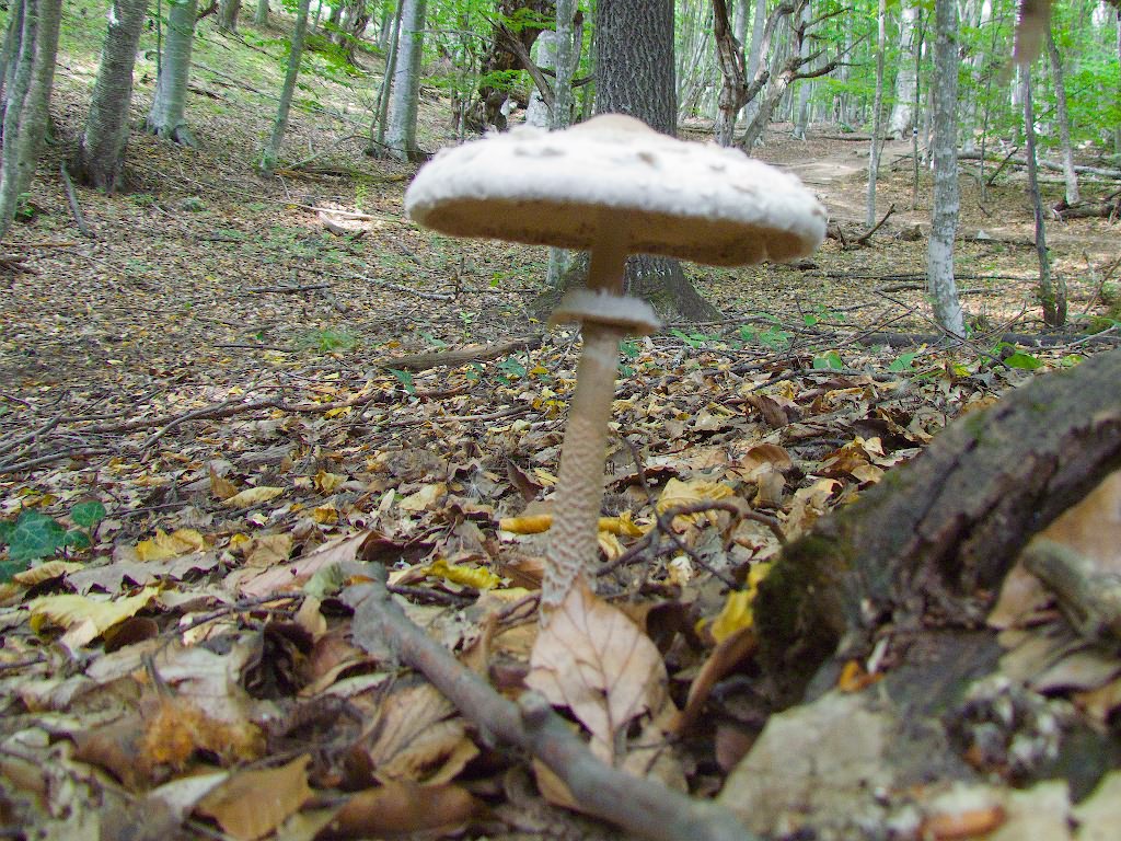 Macrolepiota procera (Scop.) Singer