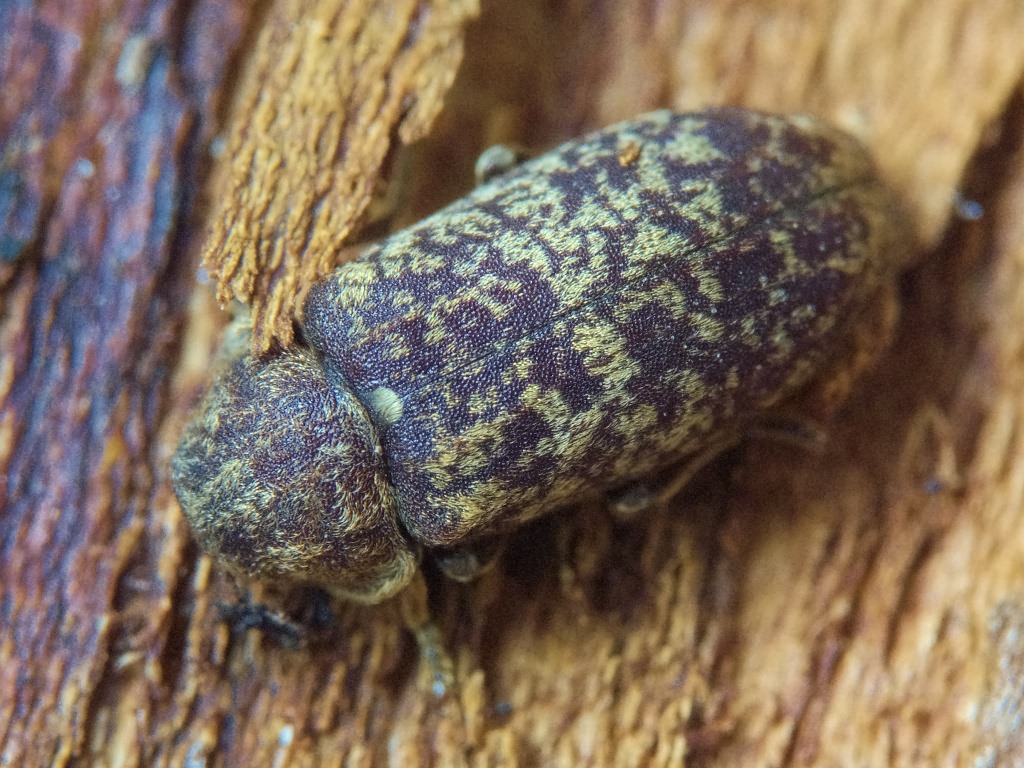 Xestobium rufovillosum (De Geer, 1774)