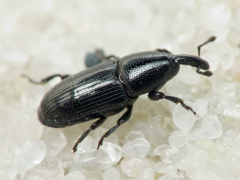 Labiaticola melas Boheman, 1836