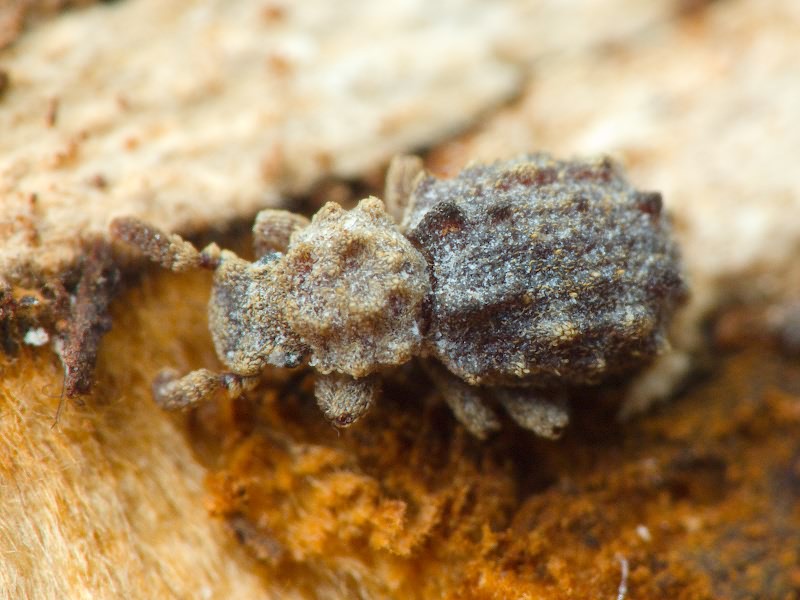Nosodomodes diabolicus (Schaufuss, 1862)