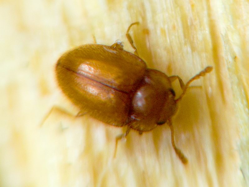 Symbiotes gibberosus (Lucas, 1849)