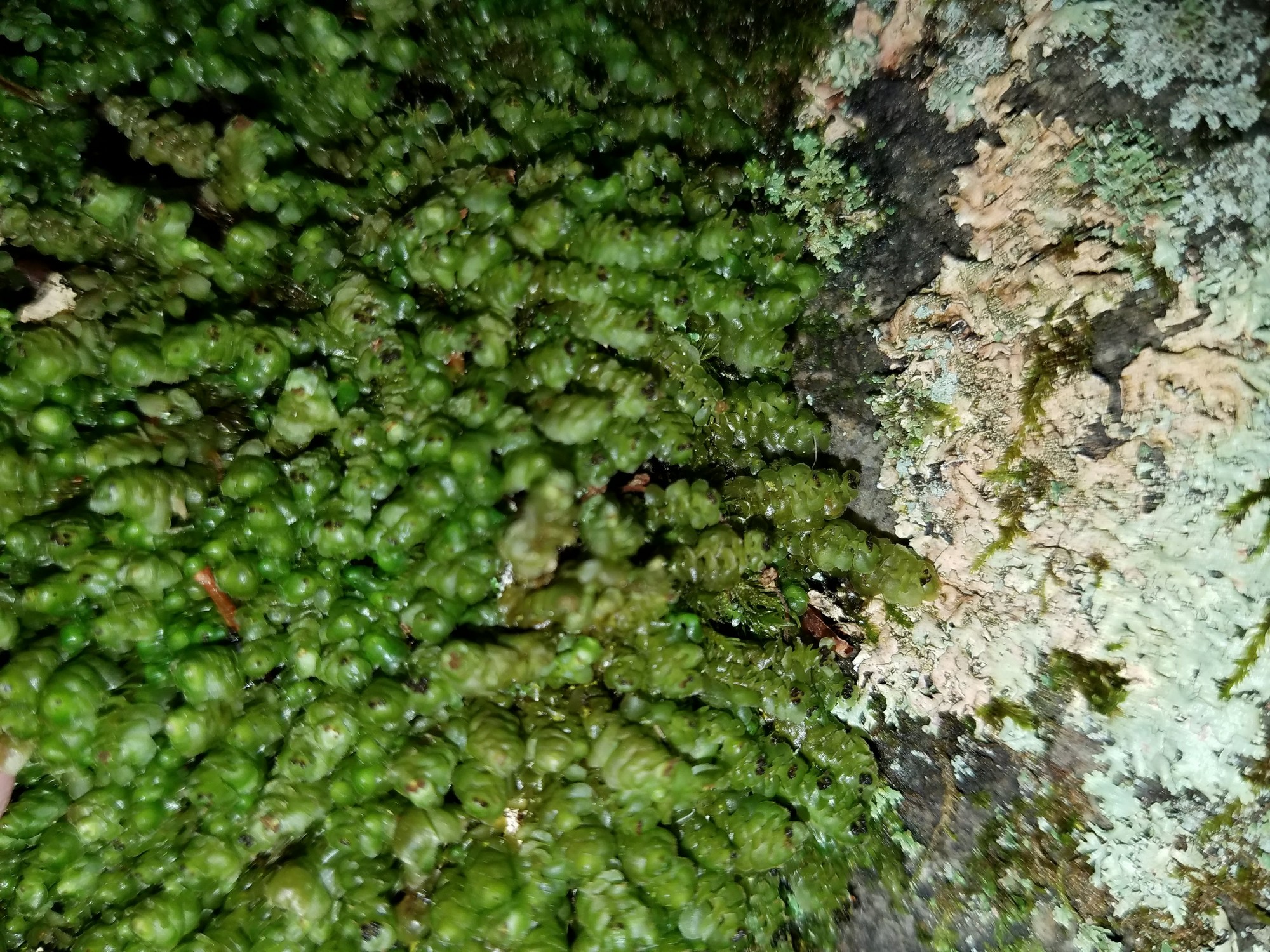 Scapaniaceae Mig.