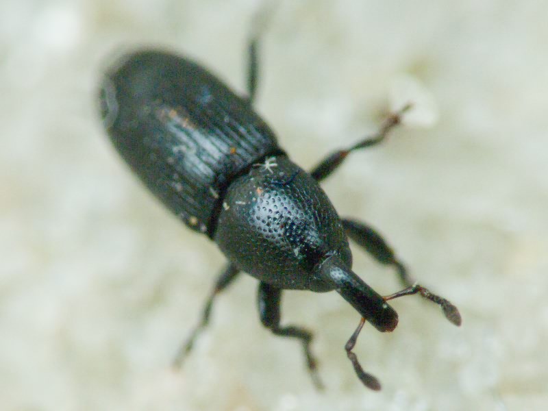 Labiaticola melas Boheman, 1836
