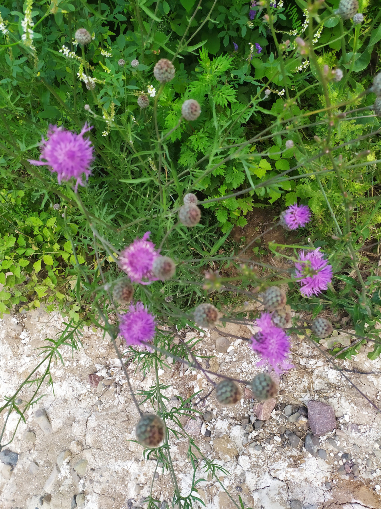 Centaurea scabiosa L.