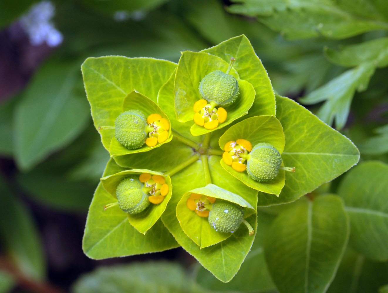 Молочай семена. Циатий молочая. Молочай-солнцегляд. Euphorbia platyphyllos. Плейохазий молочай.