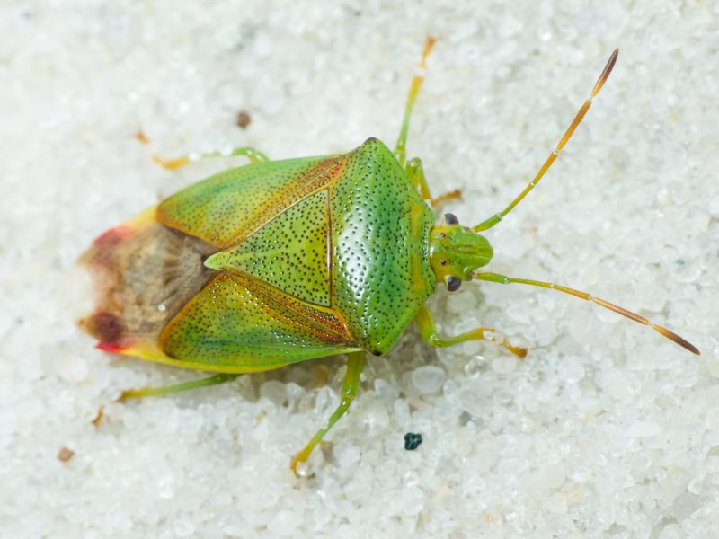 Elasmostethus Fieber, 1860