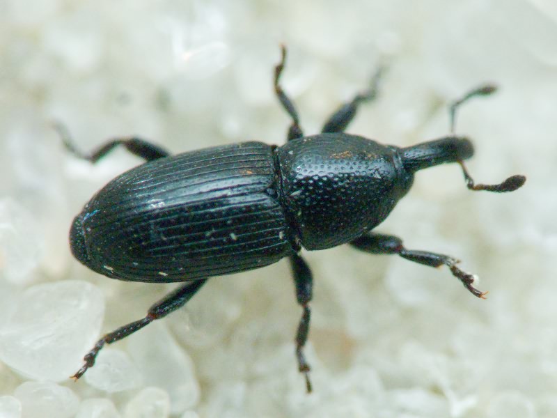 Labiaticola melas Boheman, 1836