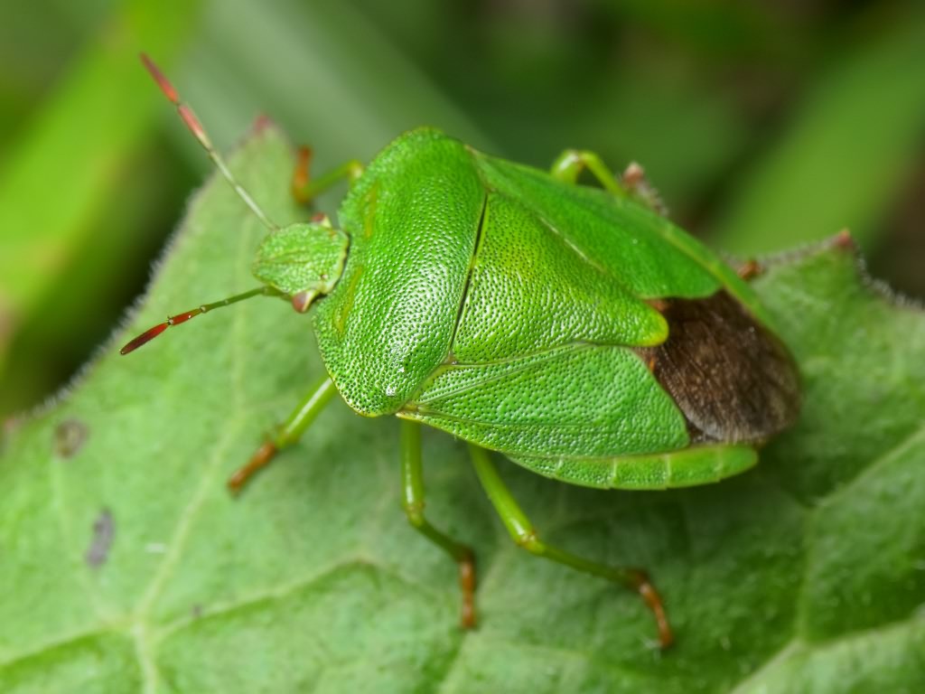 Palomena viridissima (Poda, 1761)