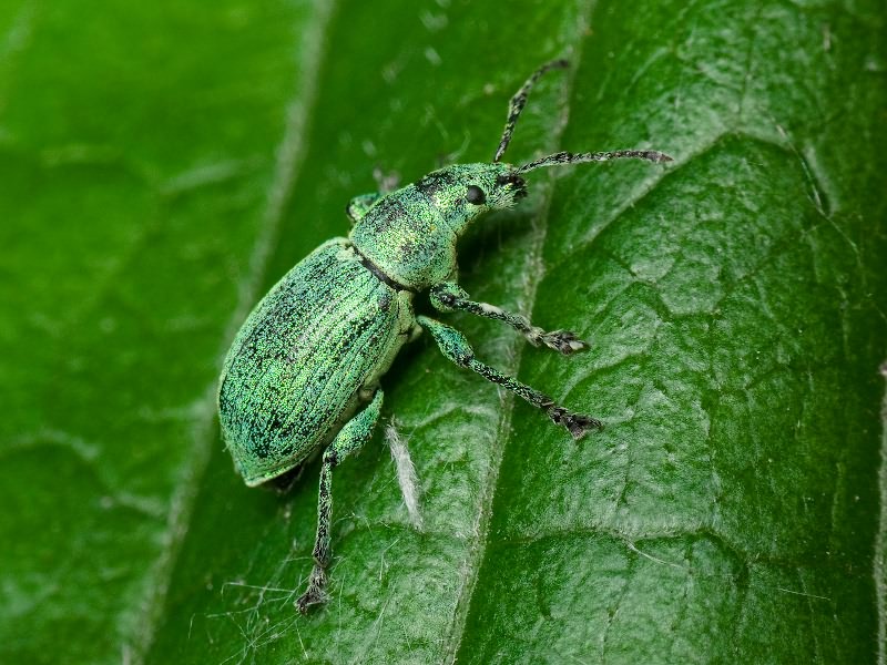 Phyllobius (Phyllobius) thalassinus Gyllenhal, 1834