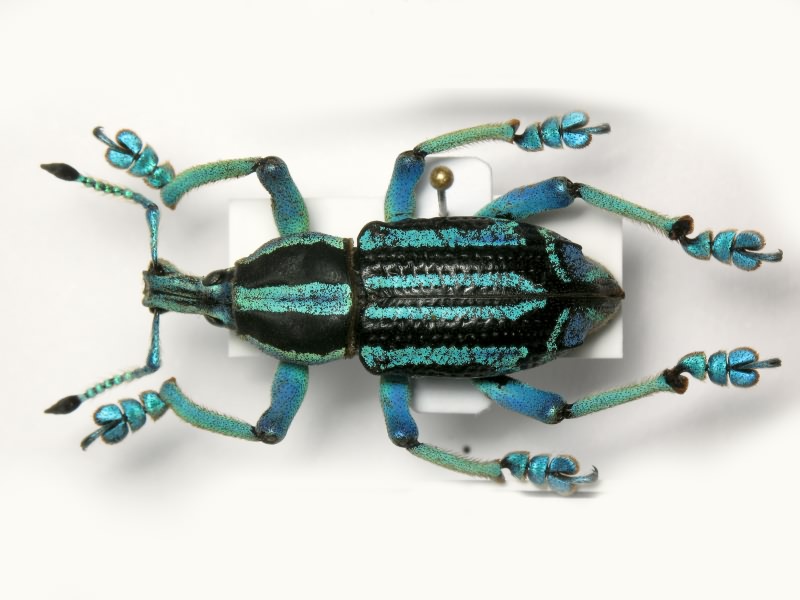 Eupholus bennetti Gestro, 1876