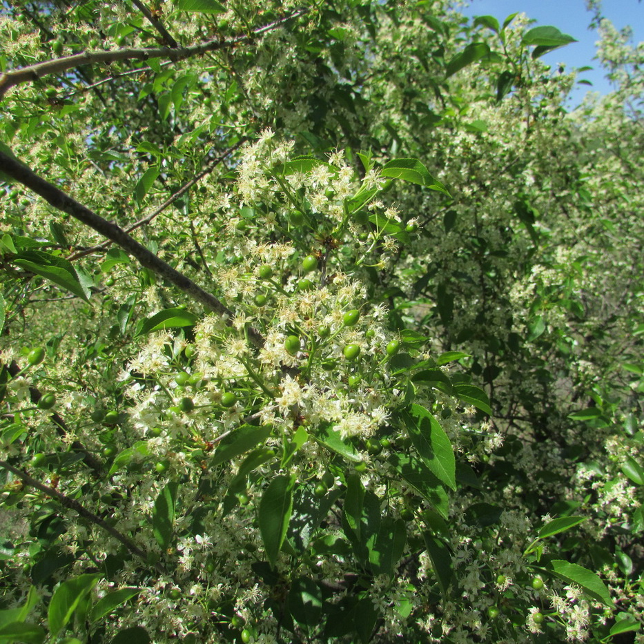 Вишня магалебская антипка описание и фото