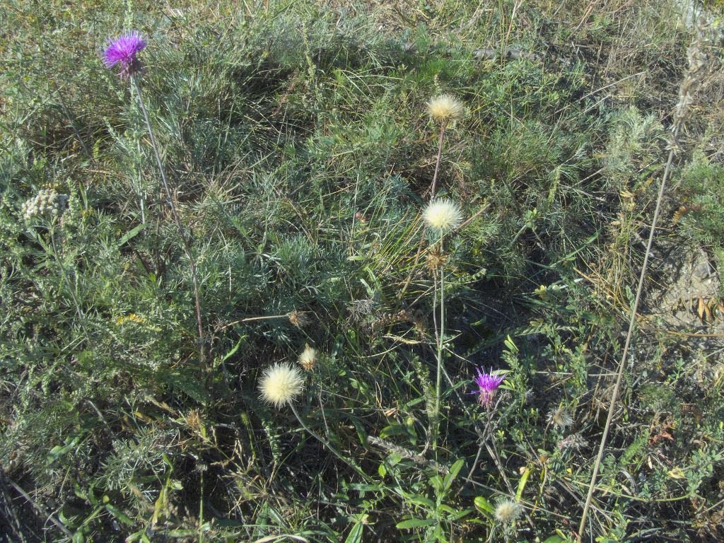 Jurinea ewersmanii Bunge