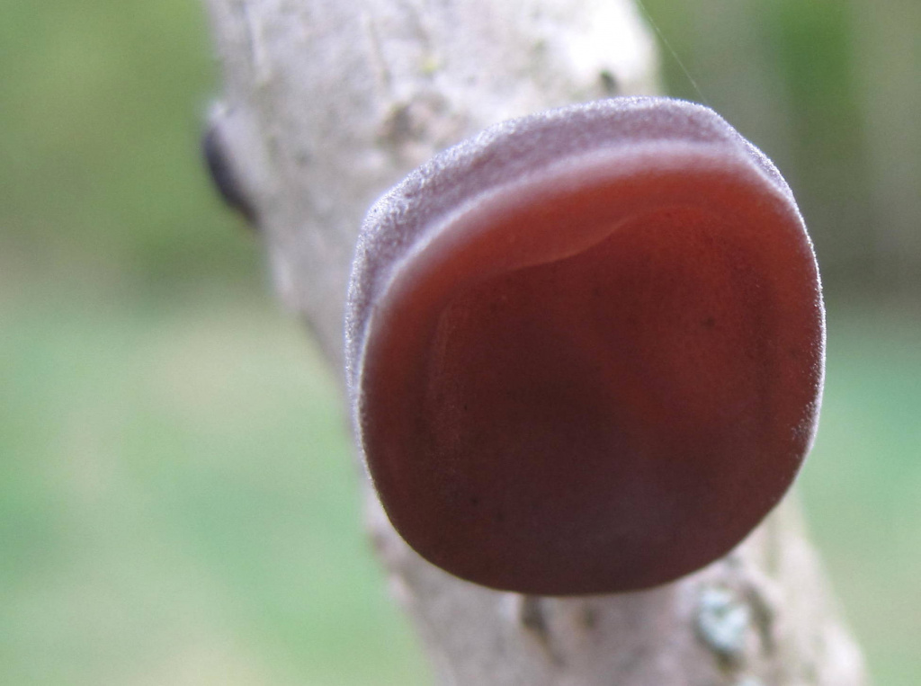 Auricularia auricula-judae