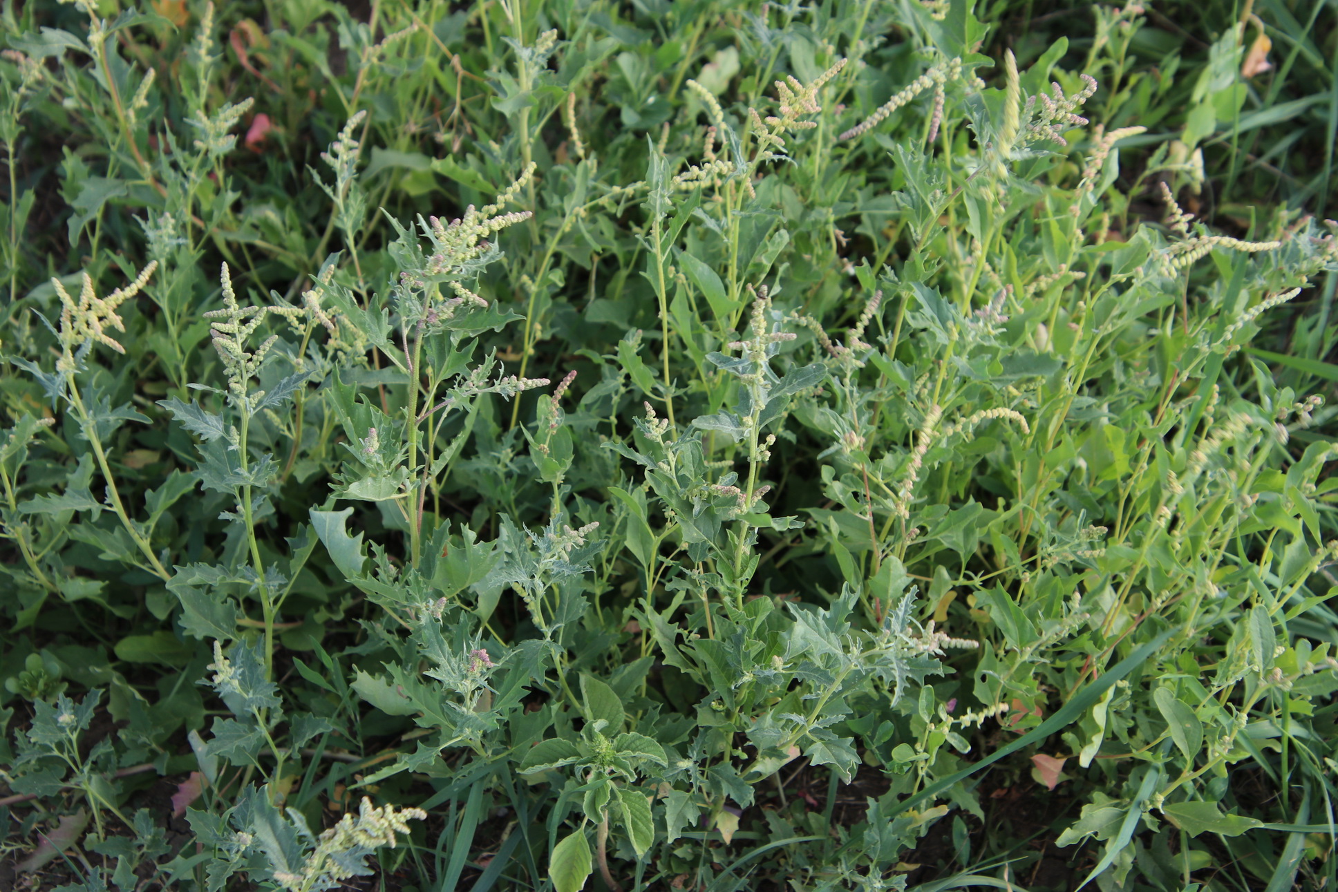 Atriplex tatarica