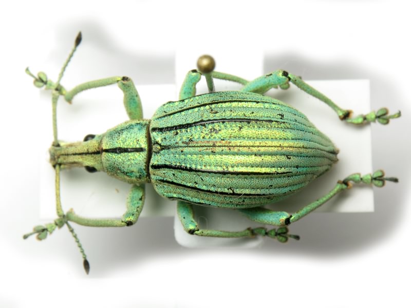 Celebia arrogans (Boisduval, 1835)