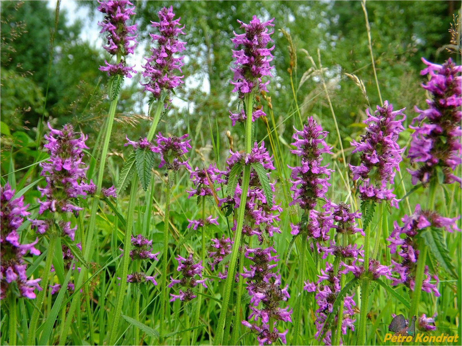 Betonica officinalis