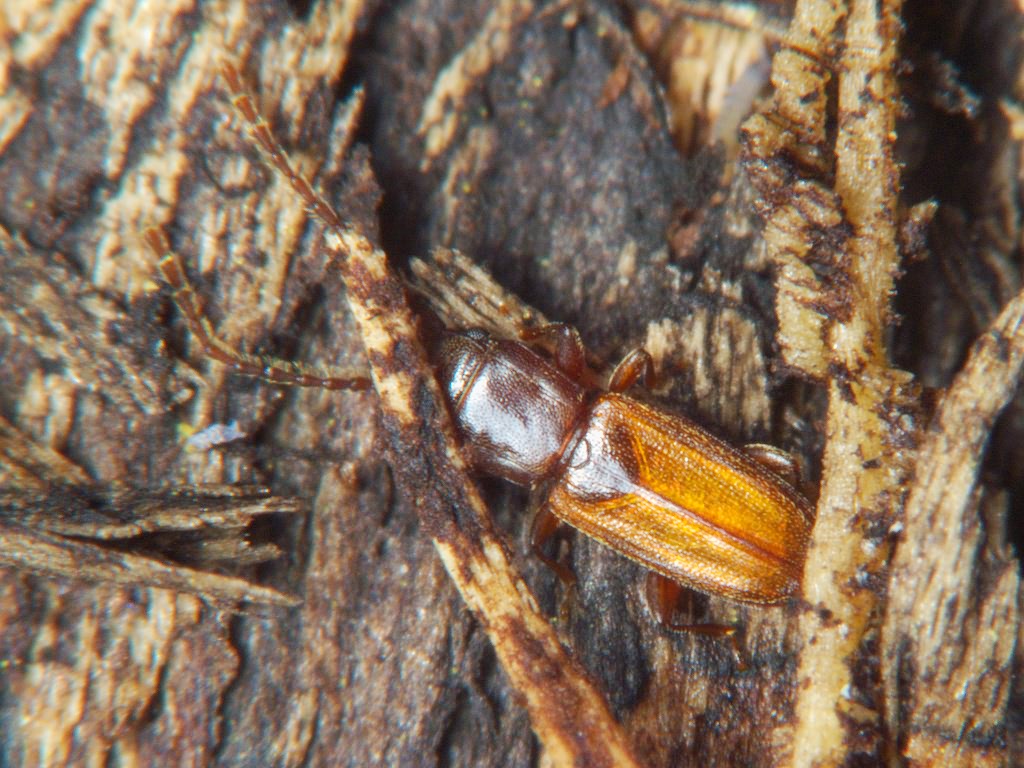 Placonotus testaceus (Fabricius, 1787)
