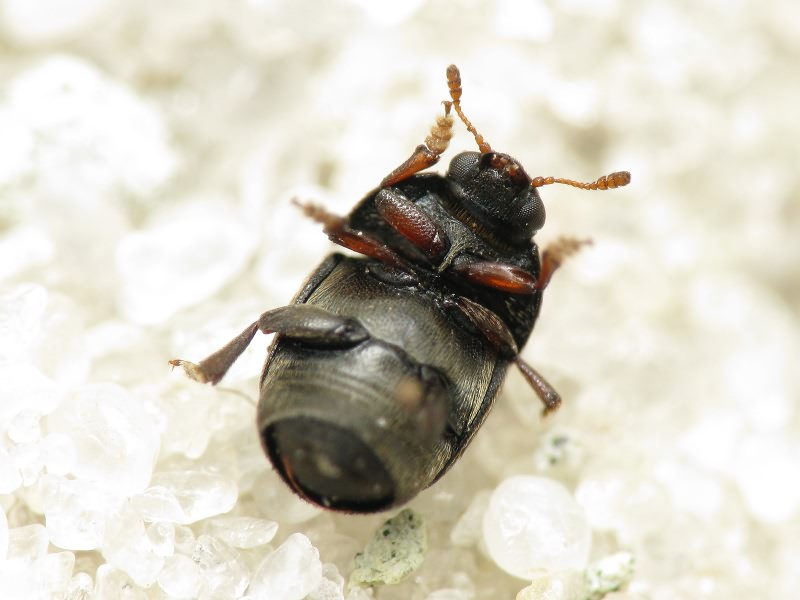 Brachypterolus pulicarius (Linnaeus, 1758)