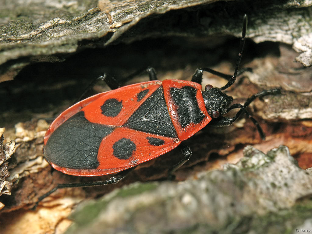 Возникновение бескрылых насекомых на океанических островах. Красноклоп бескрылый. Pyrrhocoris apterus Linnaeus, 1758. Жук щитник. Клоп Лесной красный.