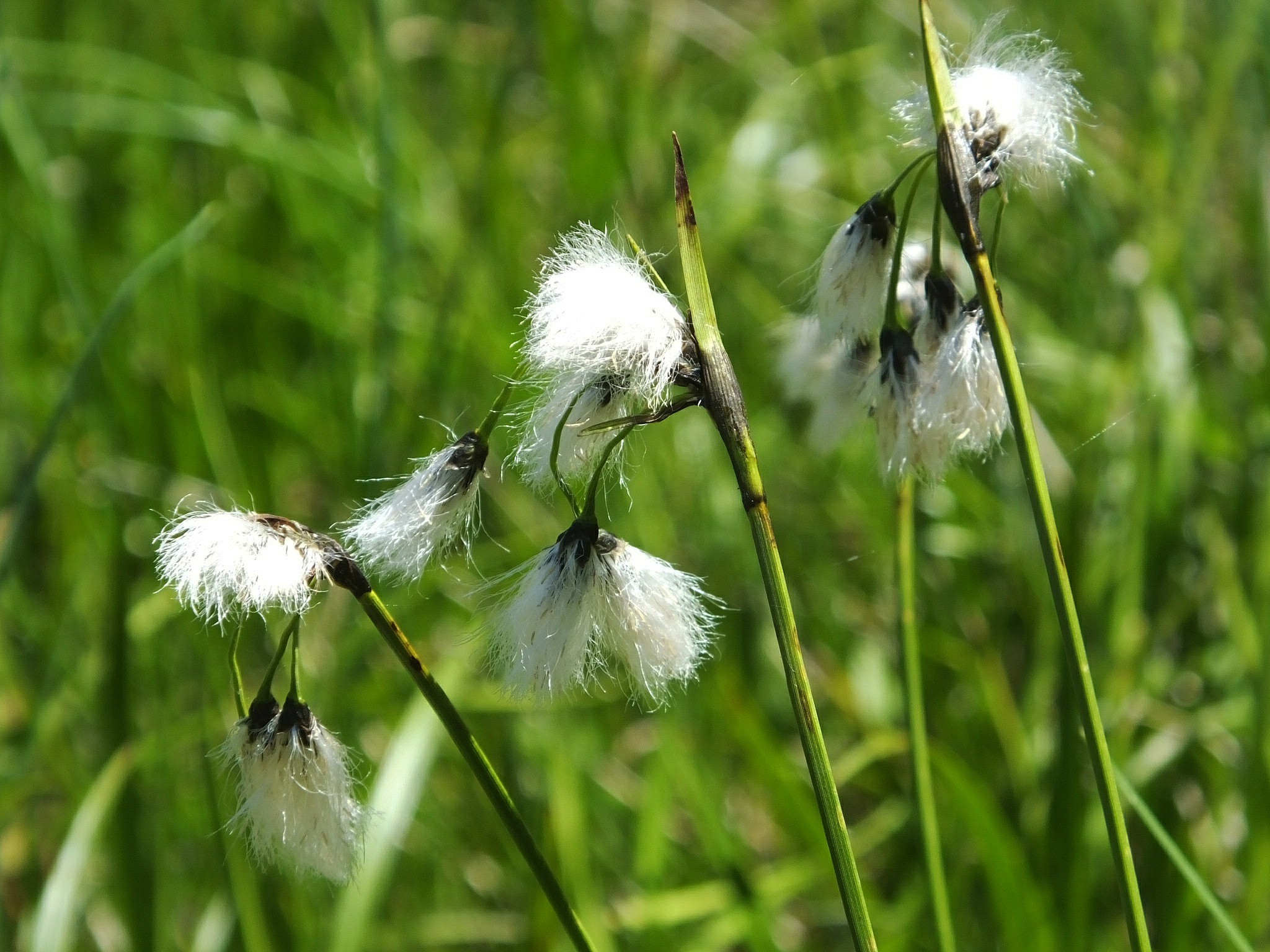 Пушица (Eriophorum)