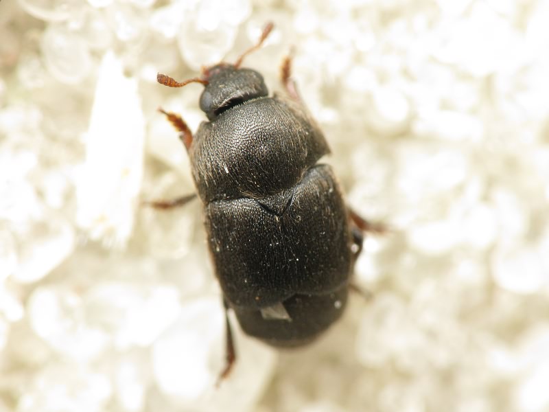Brachypterolus pulicarius (Linnaeus, 1758)