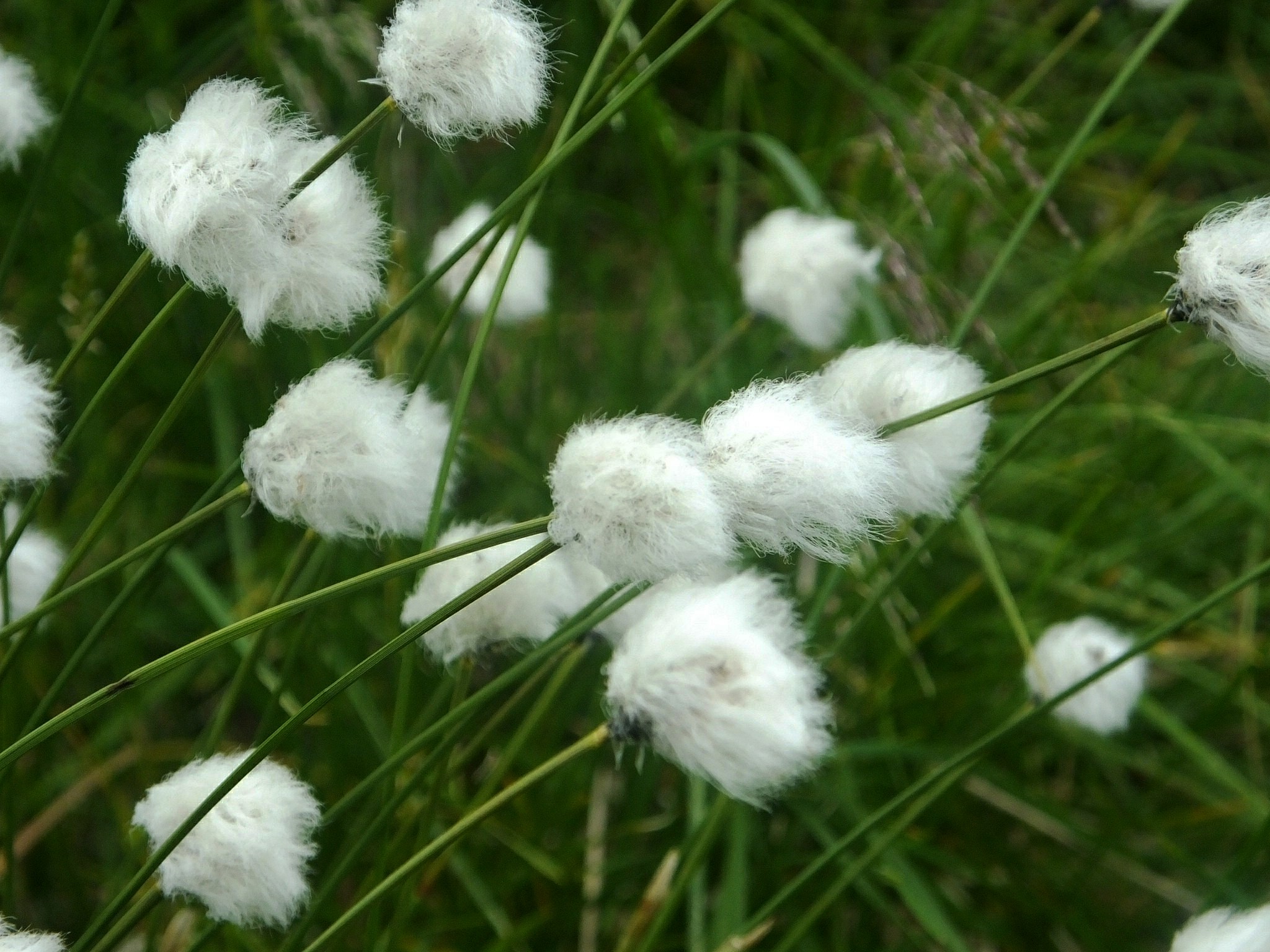 Пушица влагалищная Eriophorum vaginatum