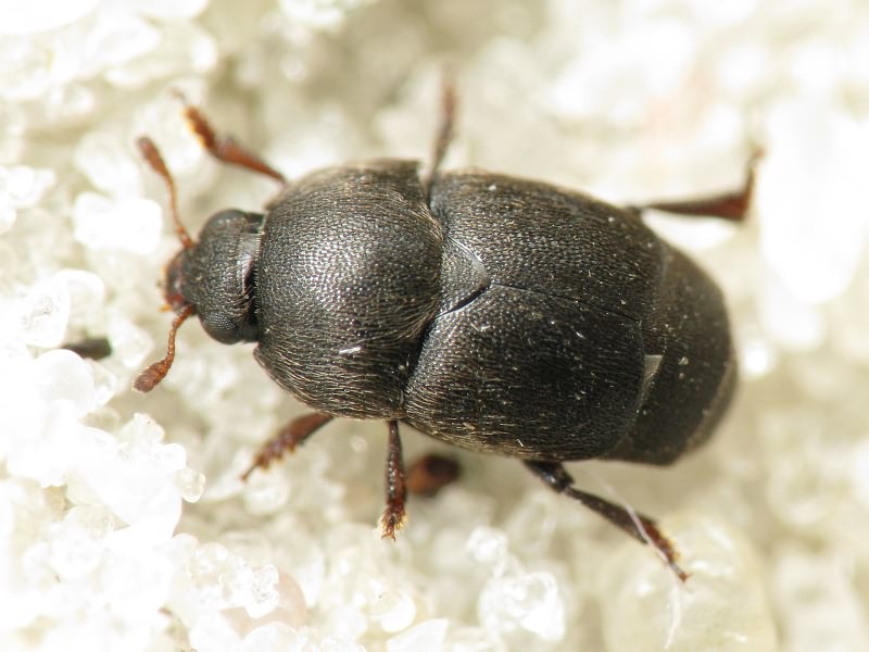 Brachypterolus pulicarius (Linnaeus, 1758)