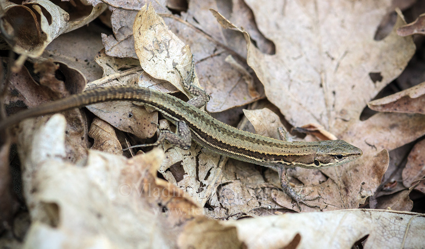Darevskia praticola (Eversmann, 1834)