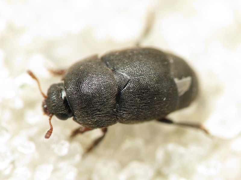 Brachypterolus pulicarius (Linnaeus, 1758)