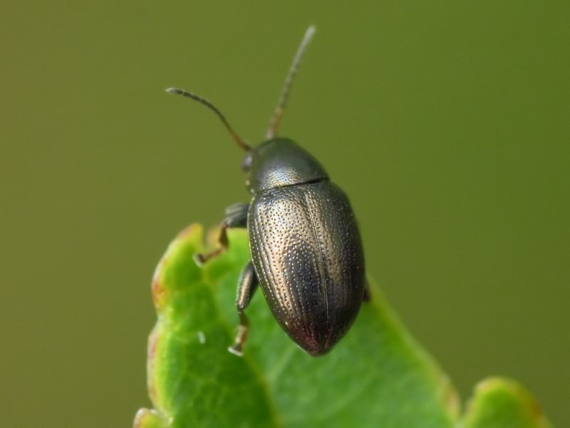 Chaetocnema aridula (Gyllenhal, 1827)