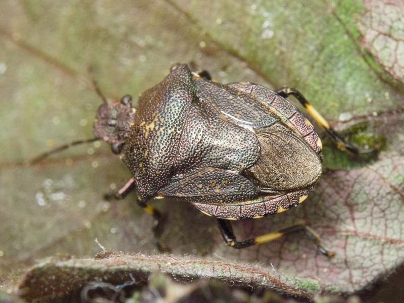 Rhacognathus punctatus (Linnaeus, 1758)