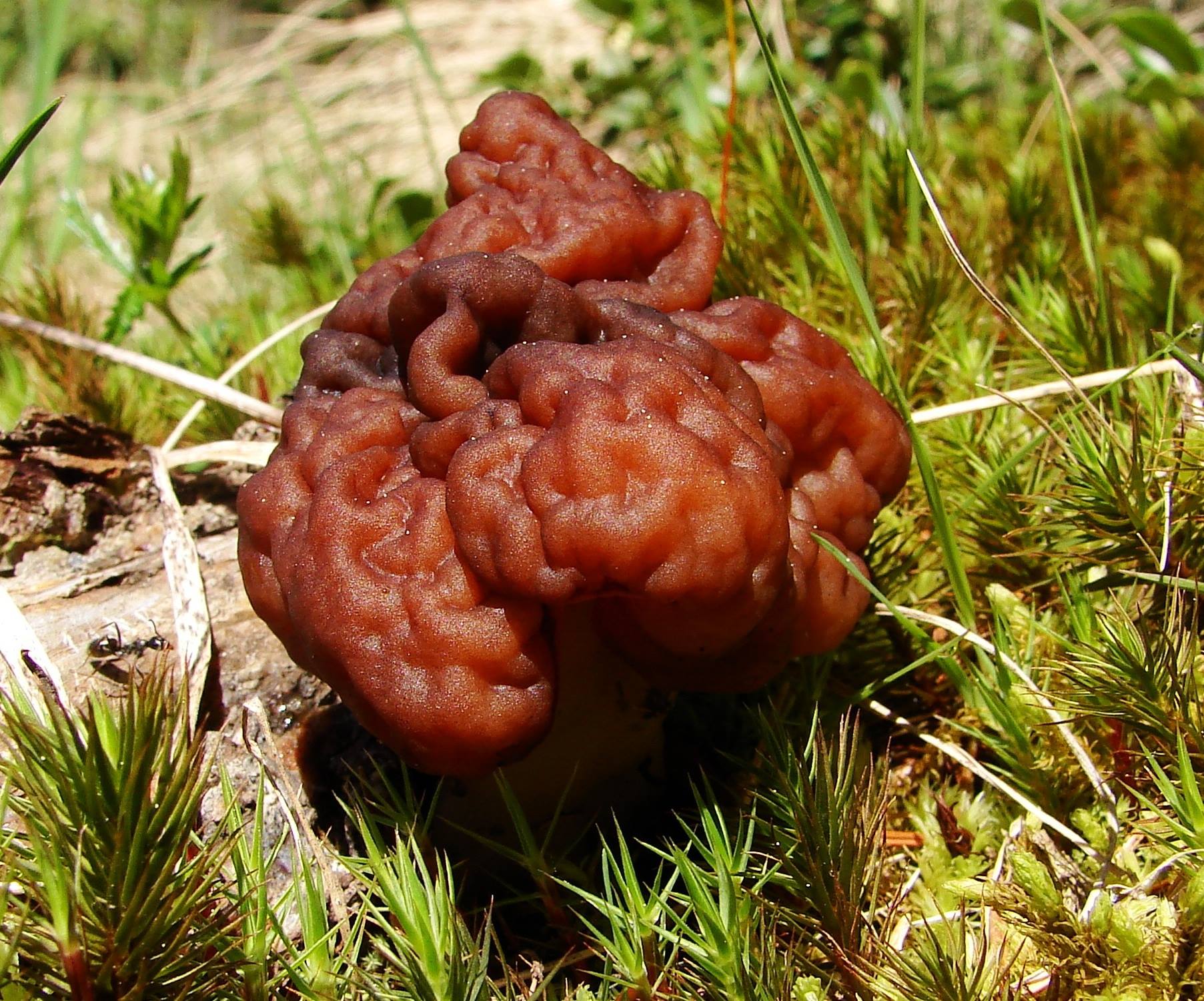 Строчок. Gyromitra esculenta. Строчок обыкновенный ядовитый гриб. Ложный строчок. Строчок гриб ложный.