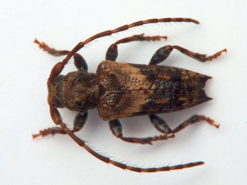 Pogonocherus hispidus (Linnaeus, 1758)