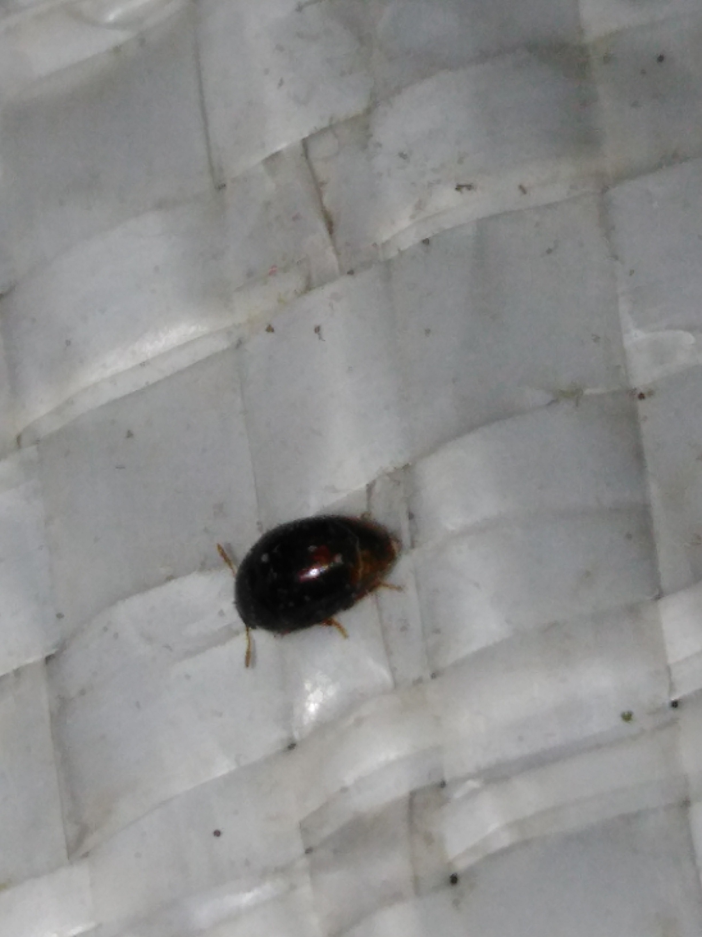 Phalacridae Leach, 1815