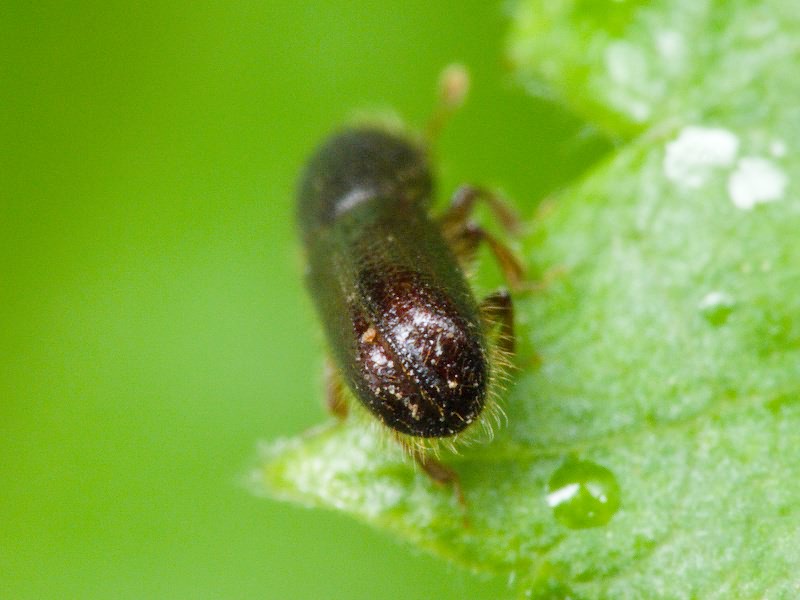 Lymantor coryli (Perris, 1853)