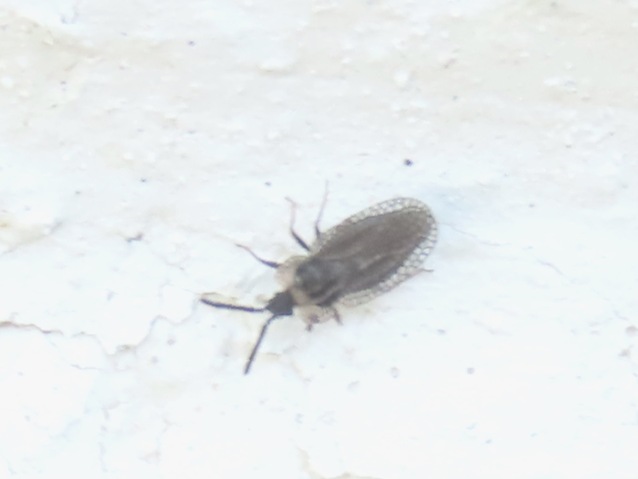 Dictyonota strichnocera Fieber, 1844
