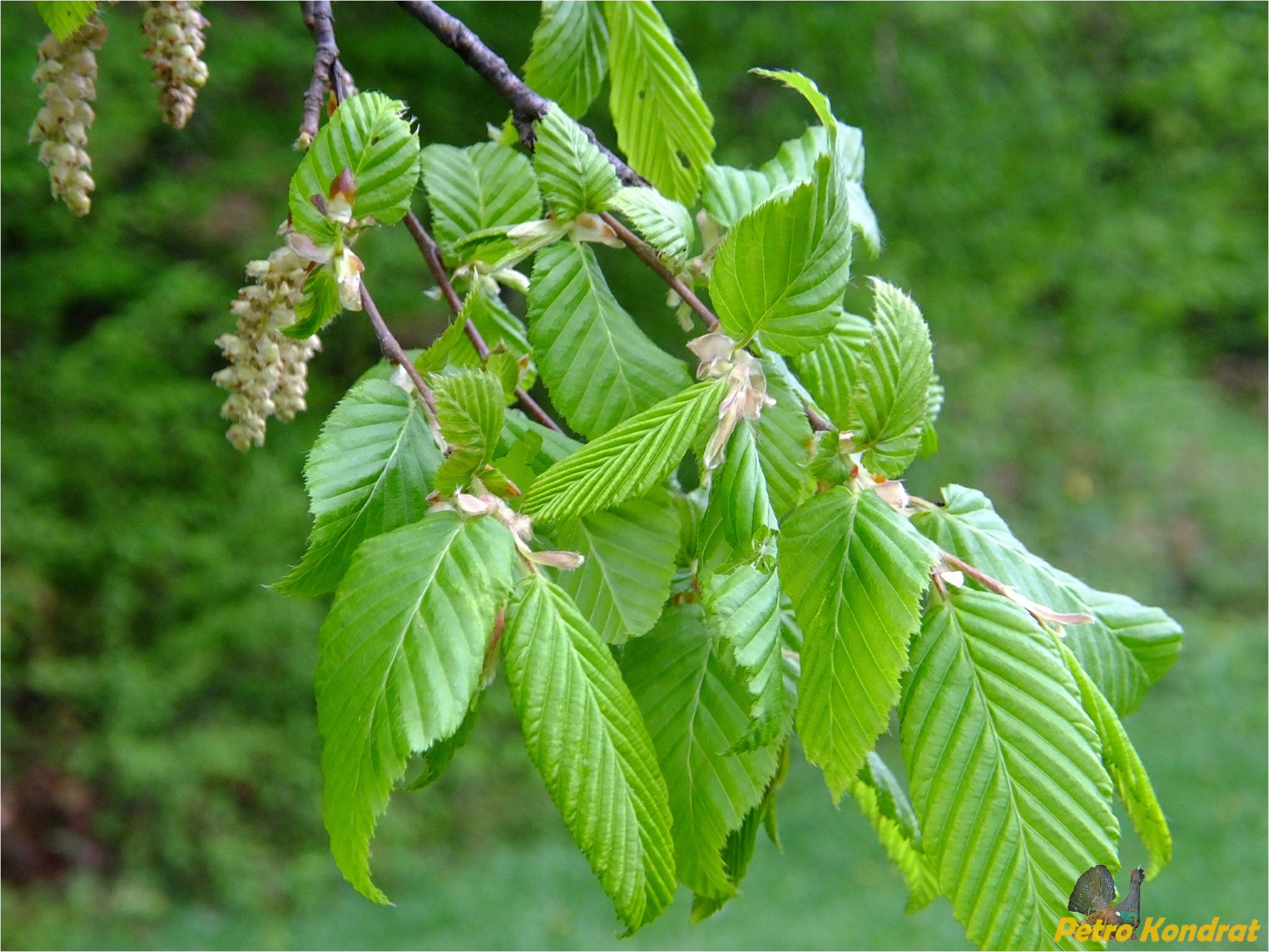 Граб дерево. Граб обыкновенный листья. Carpinus betulus. Carpinus betulus l.. Граб обыкновенный орех.