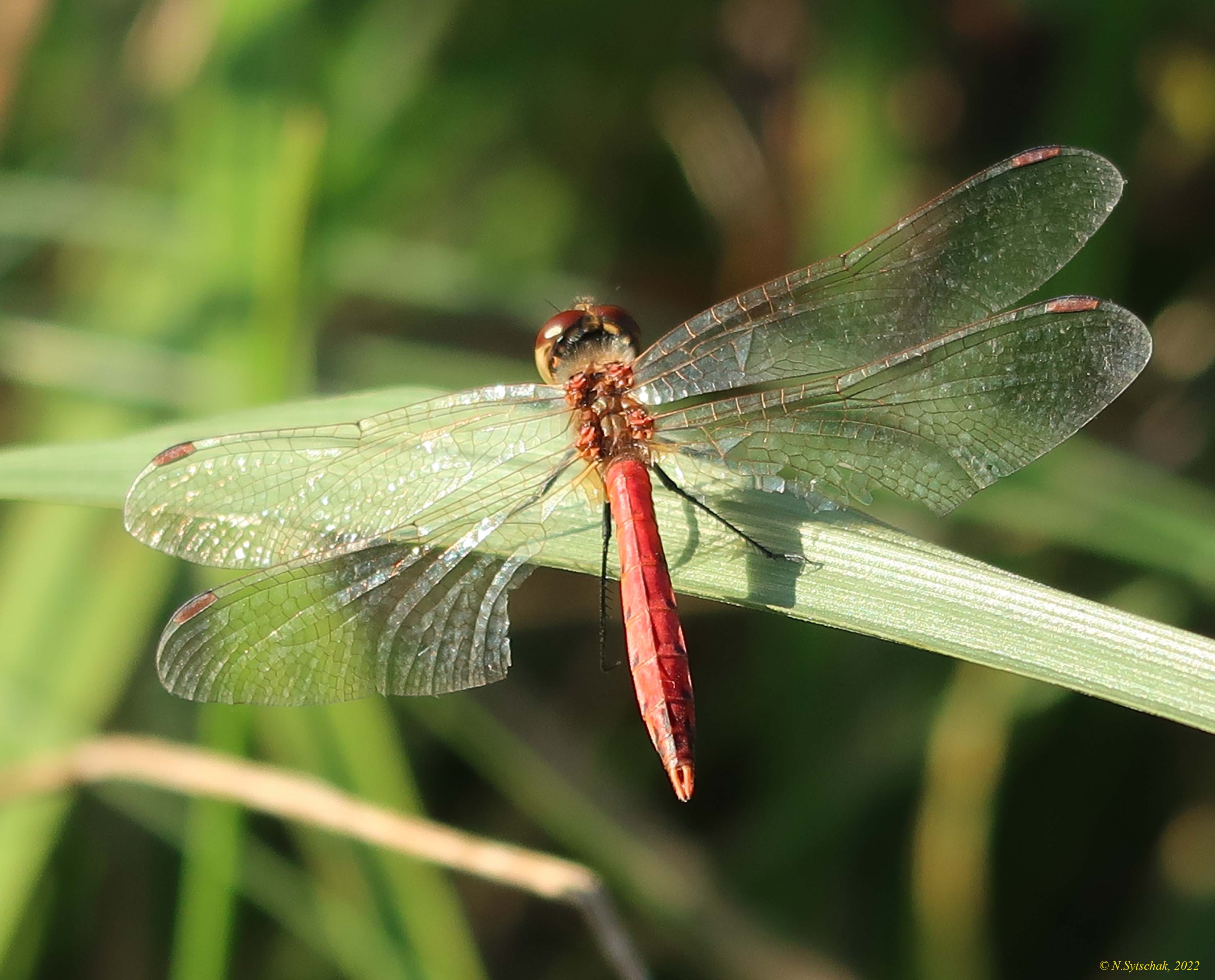 Libellulidae