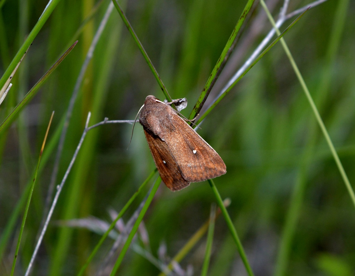 Mythimna (Hyphilare) albipuncta (Denis & Schiffermüller, 1775)