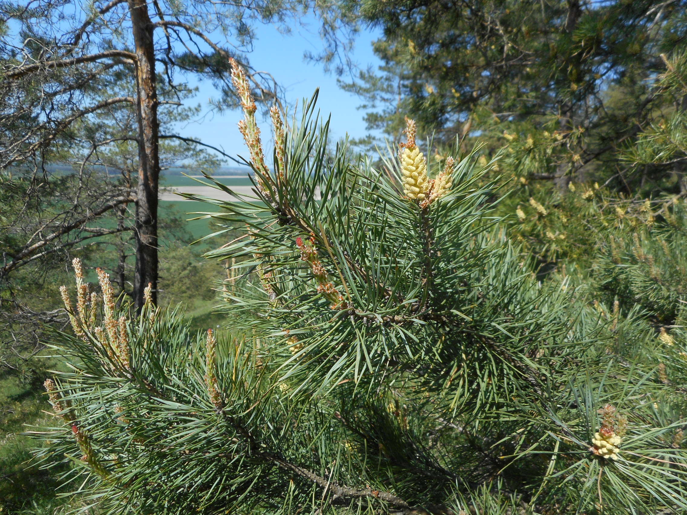 Сосна обыкновенная. Pinus Sylvestris. Pinus Sylvestris l. Сосна обыкновенная Pinus. Сосна обыкновенная Пинус Сильвестрис.